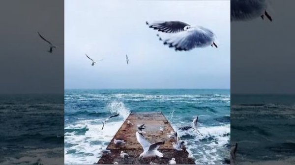 Toha surasi / Тоха сураси