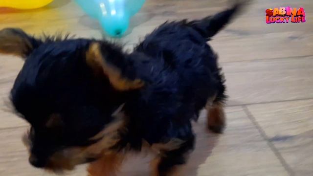 ПОДАРОК МОЕЙ МЕЧТЫ. Мне на день рождение подарили собаку!!!! смотреть онлайн