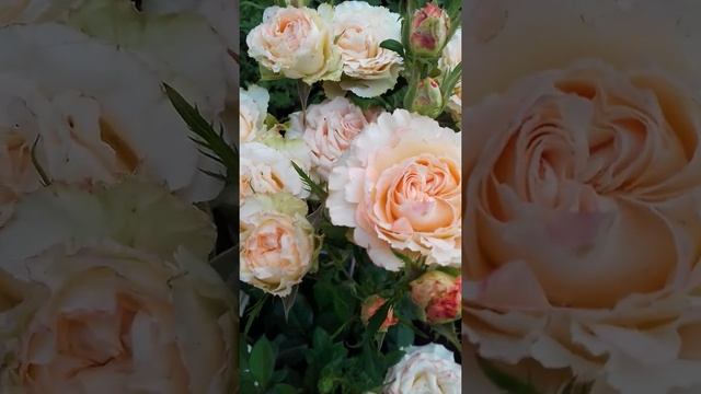 Розы в моём саду. Роза дуэт июнь 2020 год смотреть онлайн