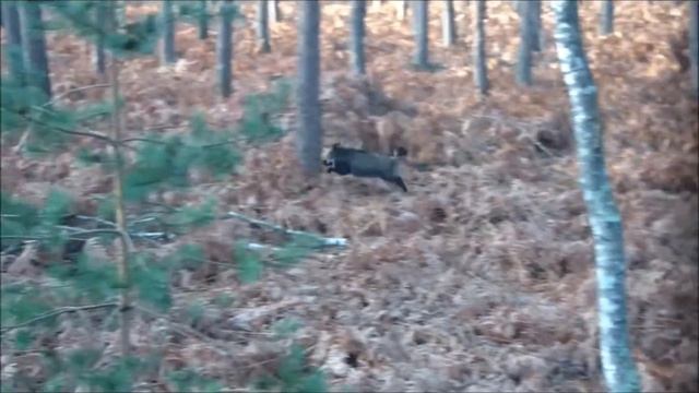 La chasse vue d'un tree stand смотреть онлайн