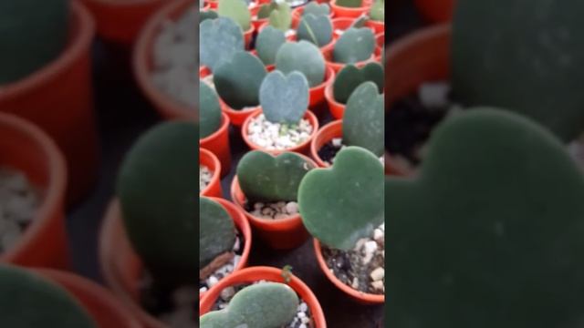 Hoya kerry смотреть онлайн
