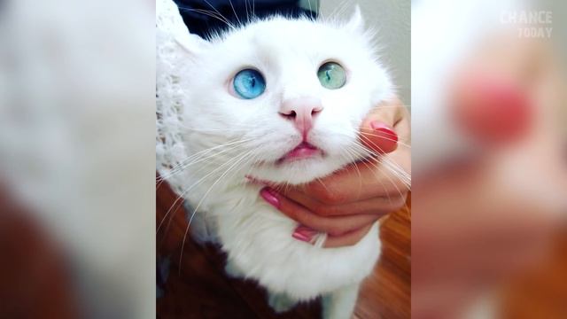 11 невероятных котов, которые стали известными на весь мир смотреть онлайн