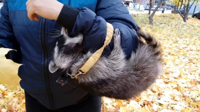 Енот играет на съемках.| 8 916 - 702-11-08 Москва смотреть онлайн