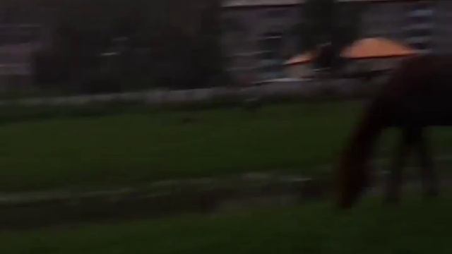 я снимаю как конь ссыт))) смотреть онлайн