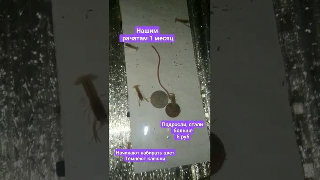 1 месяц ракам аккр смотреть онлайн