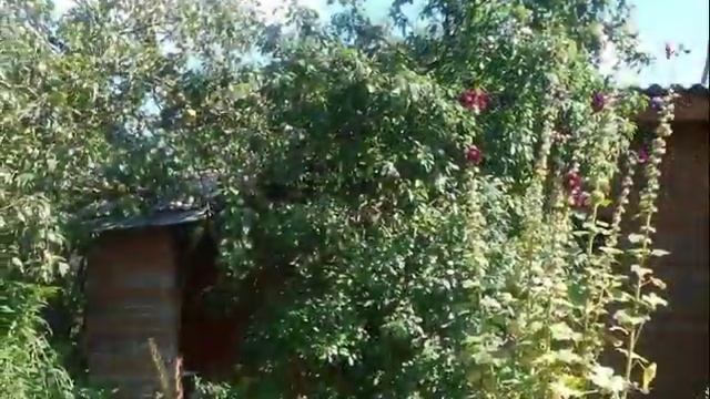 купить дачу в подмосковье|купить дачу СНТ Березки смотреть онлайн