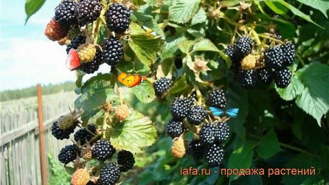 Ежевика обыкновенная Рубен (rubus fruticosa) ? ежевика Рубен обзор: как сажать саженцы ежевики Рубе смотреть онлайн