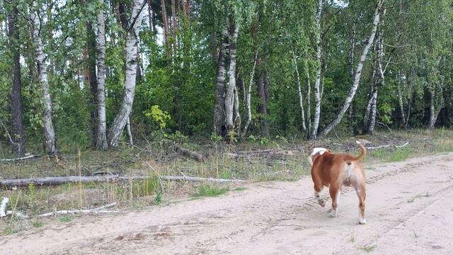 #americanbulldog За кем пойдёт собака?