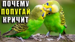Почему попугай кричит