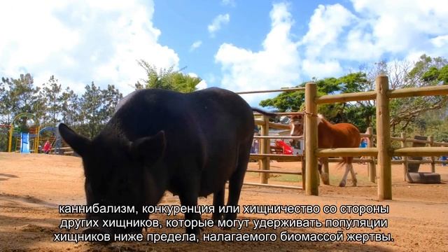 Пищевые цепочки динозавров: как и кем питались древние ящеры смотреть онлайн