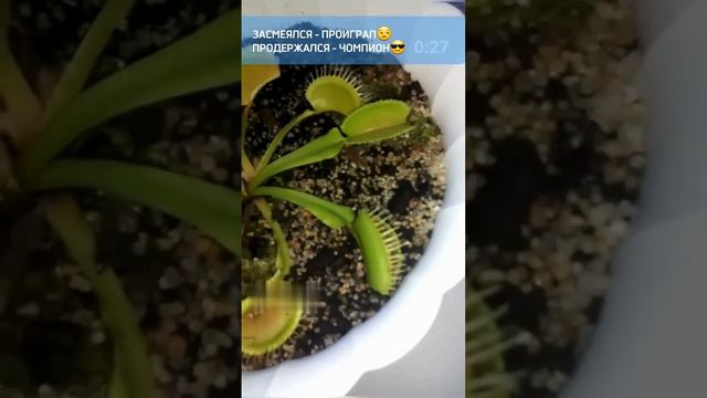 Смех до слез №25. Лучшие Приколы 2024 Смешные Моменты shorts ютубшортс смех приколы смотреть онлайн