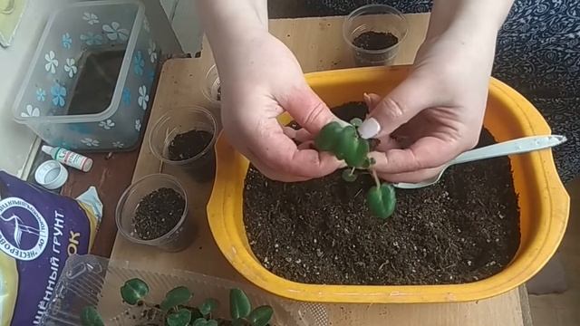 Цикламен из семян .Первая пересадка . Подробнее видео. смотреть онлайн