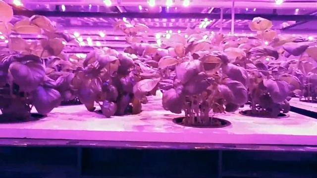 Вертикальные фермы. Обзор выращивания на гидропонике (базилик, мята, руккола) #2 смотреть онлайн