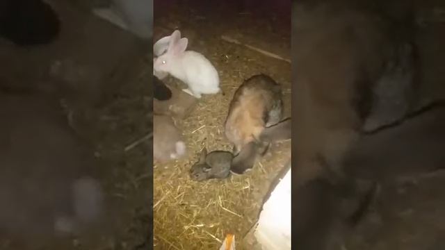 . Кролики Ризен , мясная порода . смотреть онлайн