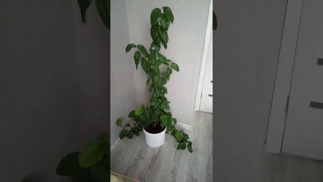 Как растёт лимон смотреть онлайн