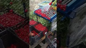 Машинка для чистки редиски в большом хозяйстве выход 250-300 кг/час. обучили людей 04.04.2022 год