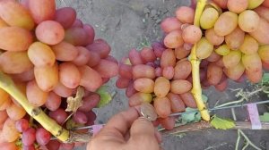 Виноград Богема