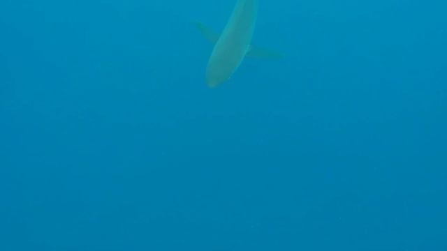 Scuba divers hop off the boat to meet dolphins, meet sharks instead смотреть онлайн