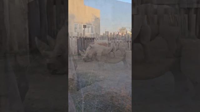 ❤️Носороги в Старооскольском зоопарке. #старооскольский_зоопарк #носороги смотреть онлайн