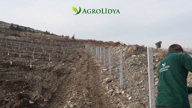 Agrolidya offers investors Almond Orchards for sale in Turkey. 🇹🇷 🌳 смотреть онлайн