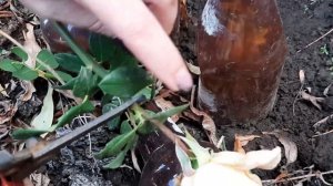 1 ч.л и Розы вмиг Укоренятся. Секреты черенкование и пересадка Осенью роз. Показываю наглядно.