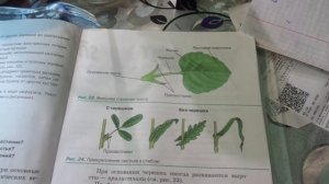 Биология 6 класс § 6 (Автор: Пасечник В.В. ) Внешнее строение листа