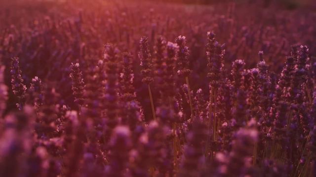 Dan Gibson’s Solitudes - Mauve Morning Sky | O2: A Solitudes Ambient Experience смотреть онлайн