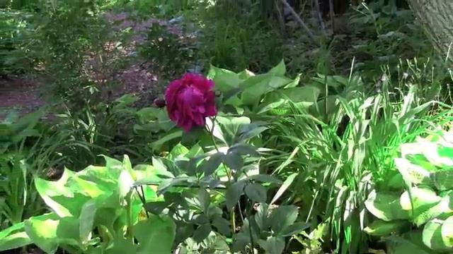 Peonies смотреть онлайн