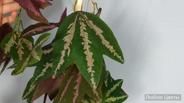 Монолог про цветок - Пассифлора трехполосная (Passiflora trifasciata) смотреть онлайн