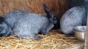 Почему кролики породы серебристый или полтавское серебро