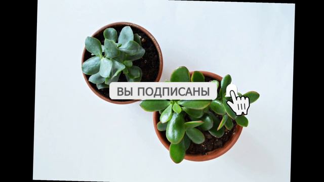 АҚША ШАҚЫРАТЫН ГҮЛДІҢ ПАЙДАСЫ. АҚША ГҮЛІ. Денежное дерево. Ақша ағашының пайдасы смотреть онлайн