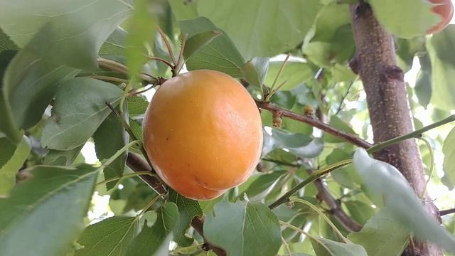 Абрикос Сефора (apricot Sefora). Сигнальные плоды. Новинка в коллекции. Обзор от Макси Сад смотреть онлайн