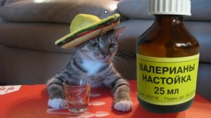 Лучшие приколы с животными за 2021 год