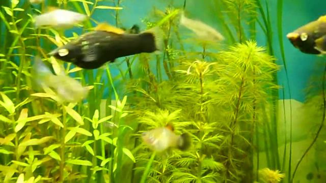 черные мечики , гуппи , пецилии . 01,02,22 смотреть онлайн