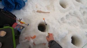 Донки на сига