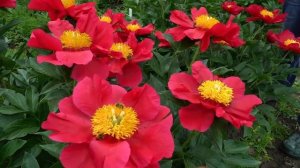 Пион America. Май 2018