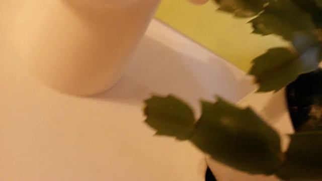 Как сделать так чтобы зацвёл кактус? Очень ленивый способ смотреть онлайн