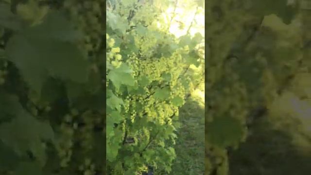 Смородина белая. смотреть онлайн