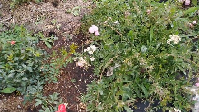 Дела дачные.Пересадка,дорожки,столик в беседку. смотреть онлайн