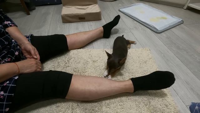 Правильно ли мы кормим чихуахуа Макара? Вопрос к зрителям смотреть онлайн