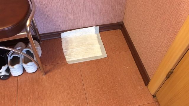 Собака ходит на пеленку смотреть онлайн