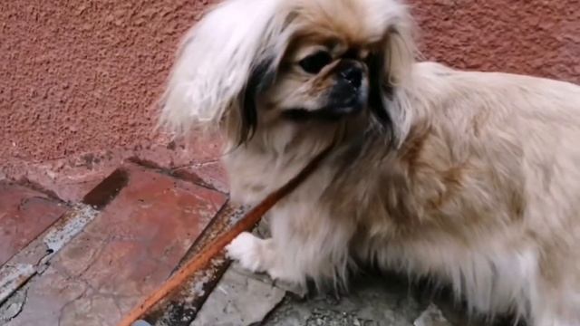 БЕЗ МАСКИ?, БЕЗ ПЕРЧАТКИ?НЕ ВЫХОДИТЬ! смотреть онлайн