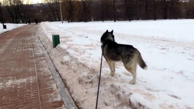 Прогулка с хаски! смотреть онлайн