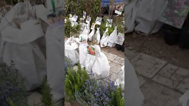 Саженцы плодовых деревьев и кустарников?????