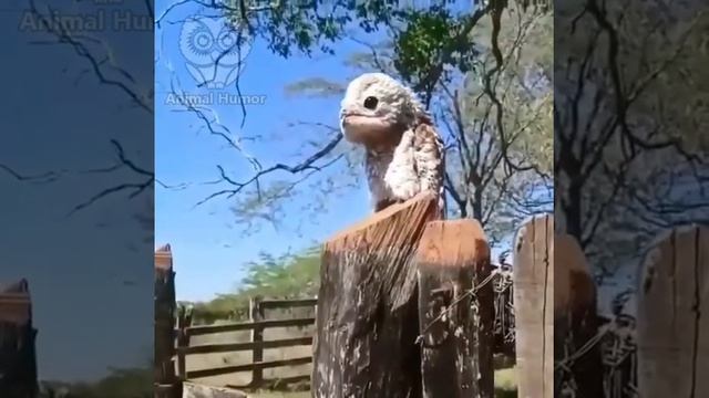Серый исполинский козодой. Очень редкая птица. смотреть онлайн