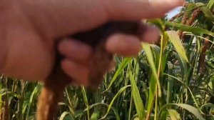 ВЕСЬ ПРОЦЕСС СБОРА ЧУМИЗЫ ! 2 ЧАСТЬ