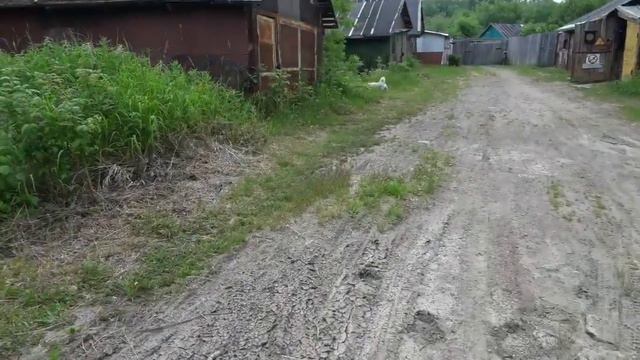 Поймал муравьиную матку на улице, для муравьиной фермы смотреть онлайн