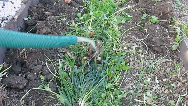 ПОРА СКАШИВАТЬ ГОРЧИЦУ. Готовим грядки к посадки.TIME TO DOWN THE MUSTARD смотреть онлайн