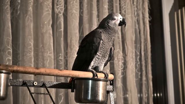 Жако Петруня пародирует БАСКОВА? Parrot Jaco Petunia parodies singer Baskov.mp4 смотреть онлайн