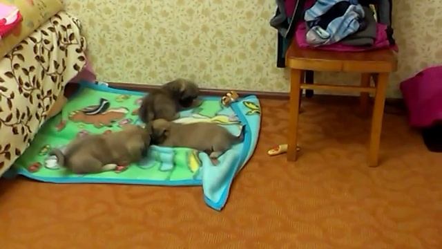 Щенки пекинеса 2,5 месяца смотреть онлайн
